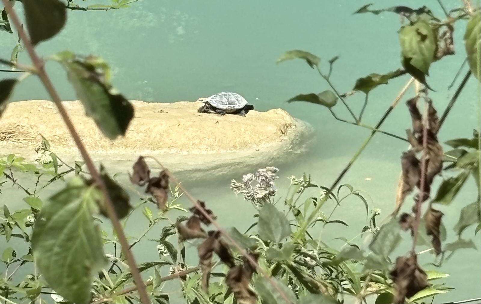 Türkisblaues Wasser der Elsa bei den Wasserfällen des Sentierelsa, umgeben von grünen Bäumen und felsigen Ufern.